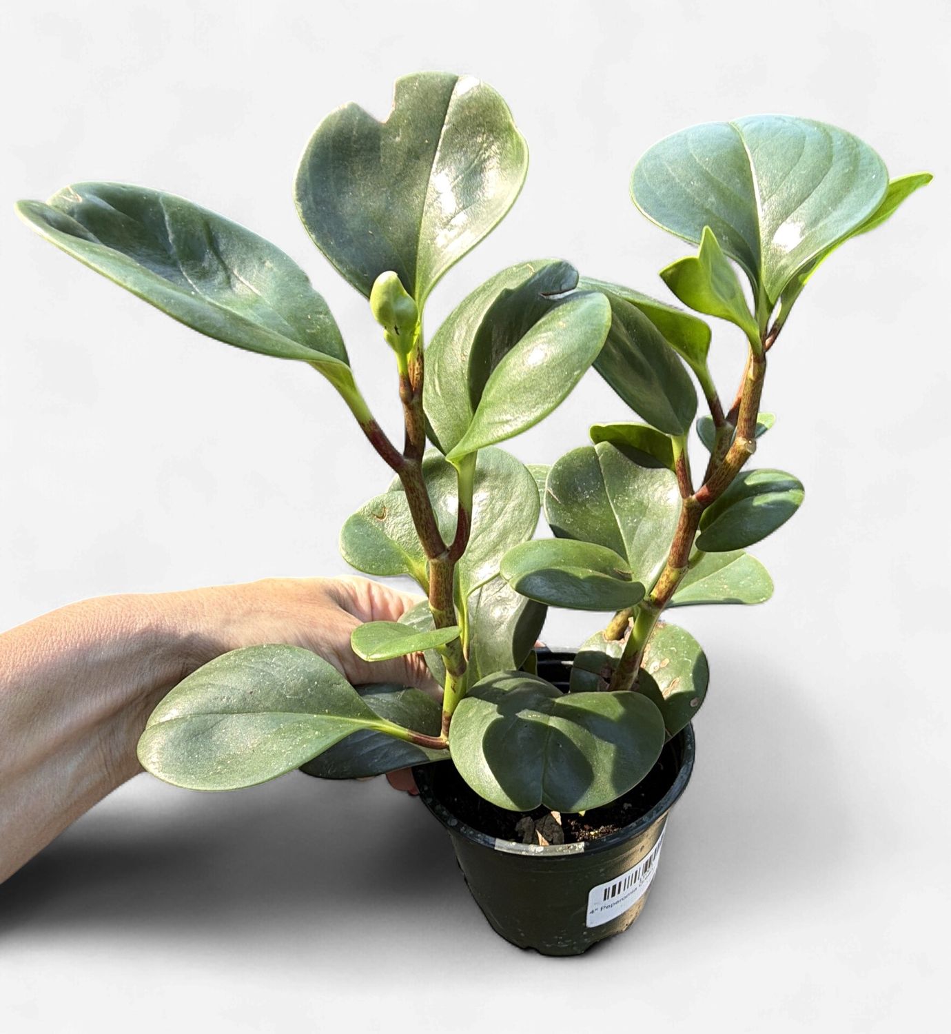 4" Peperomia Green
