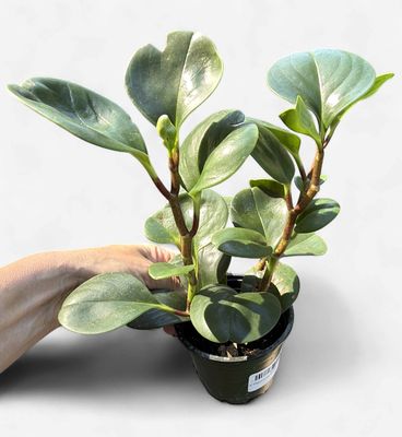 4" Peperomia Green