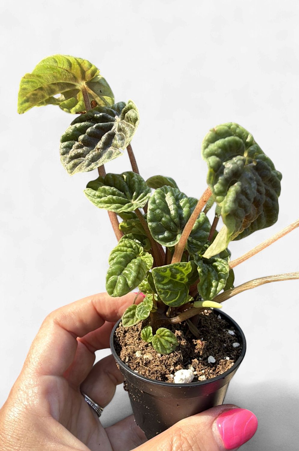 2.5" Peperomia Emerald Ripple