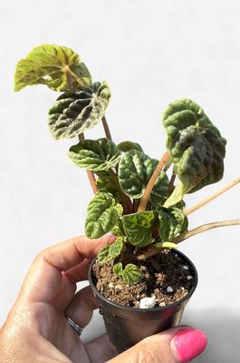 2.5" Peperomia Emerald Ripple