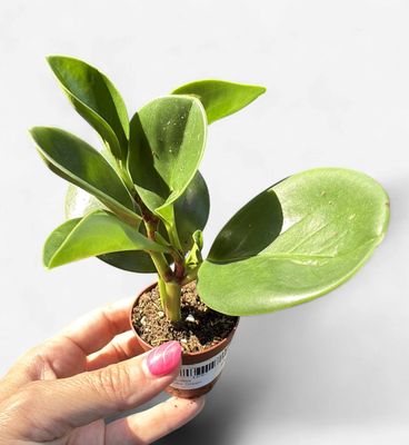 2" Peperomia Obtusifolia Green