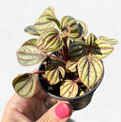 2.5" Peperomia Piccolo Banda