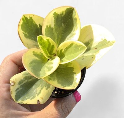2.5" Peperomia Obtusifolia Variegata