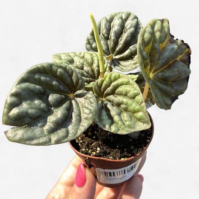 2" Peperomia