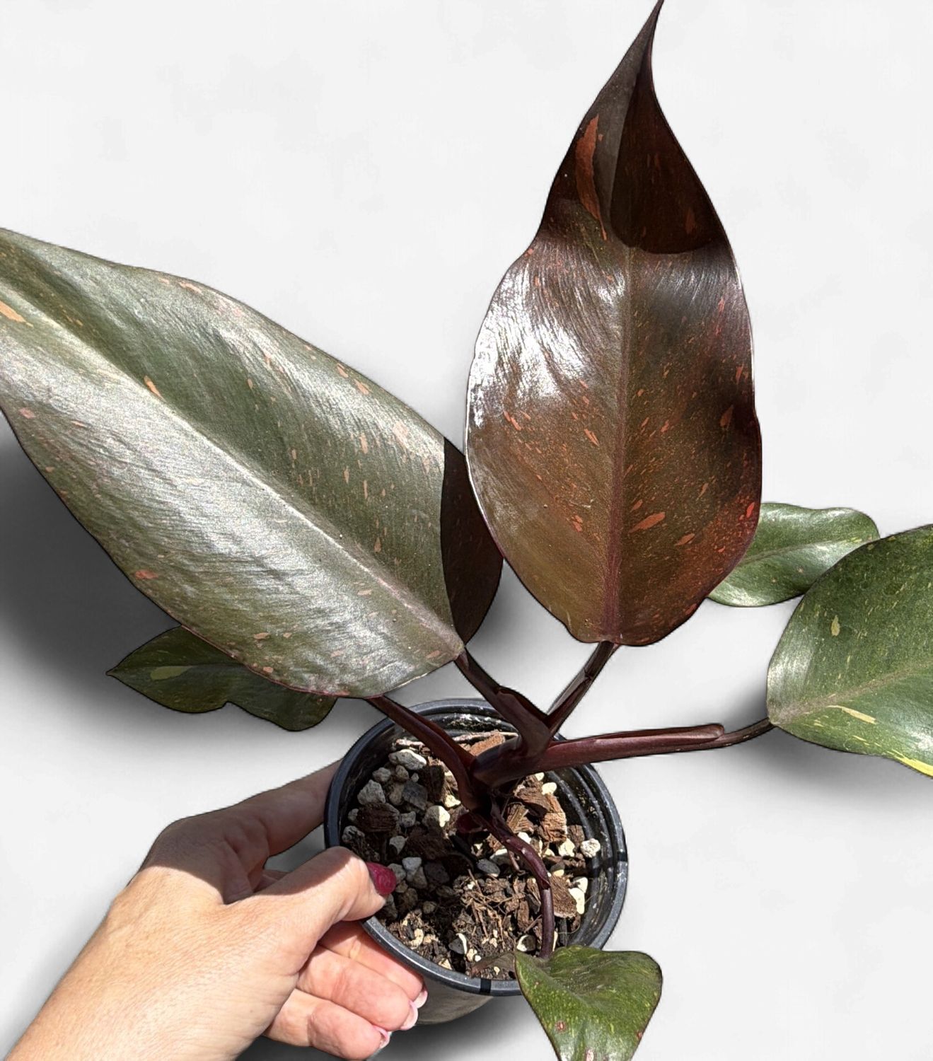 4" Philodendron Orange Princess