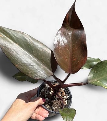 4" Philodendron Orange Princess