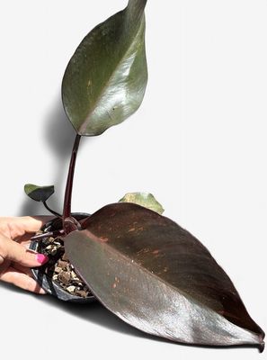 4" Philodendron Orange Princess