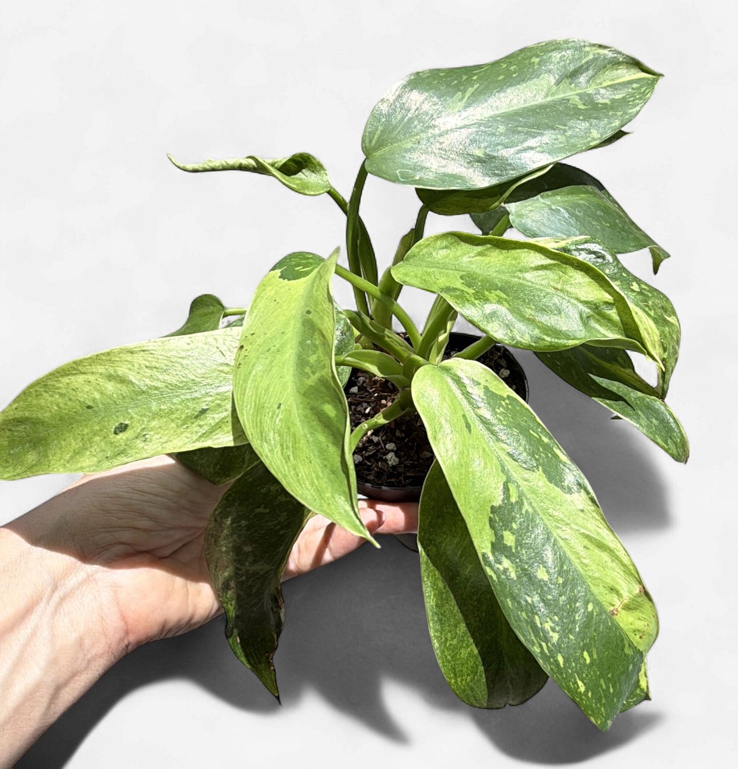 4" Philodendron Jose Buono