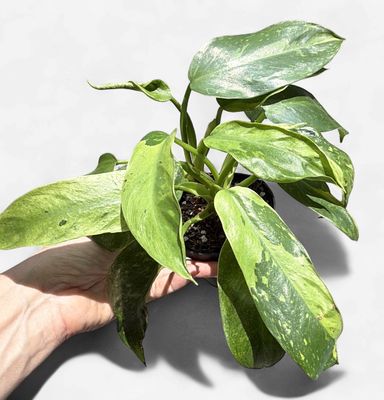 4" Philodendron Jose Buono