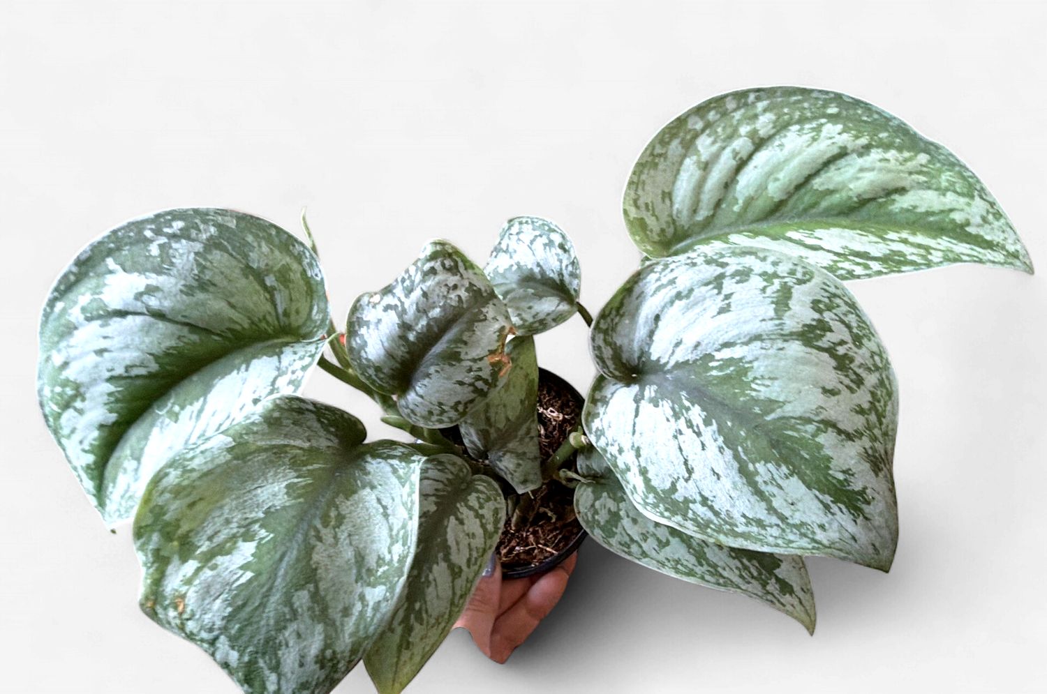 4" Scindapsus pictus 'Exotica'