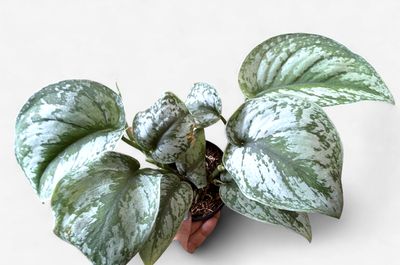 4" Scindapsus pictus 'Exotica'