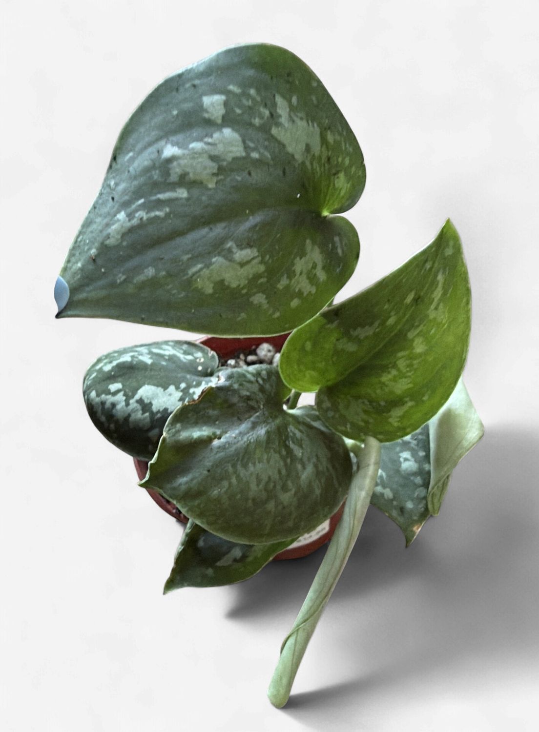 4" Scindapsus 'Green Army'