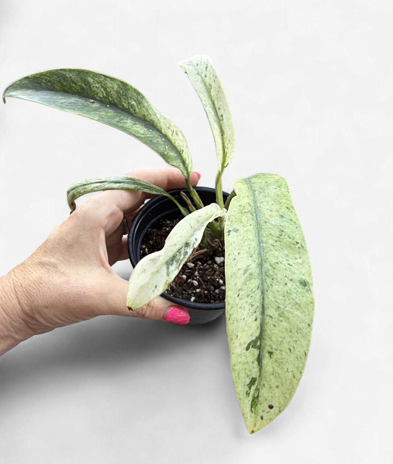 4" Epipremnum Giganteum Marble Variegated