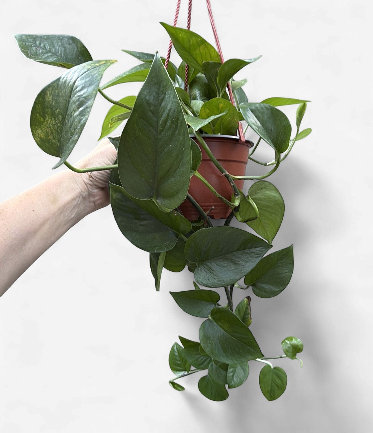 6" Pothos Jade Hanging Basket