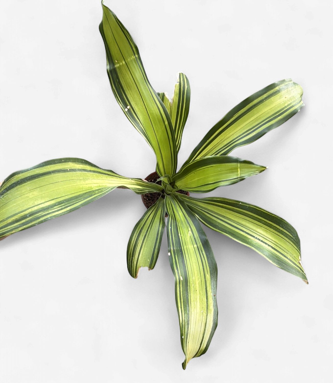 4" Dracaena Marley
