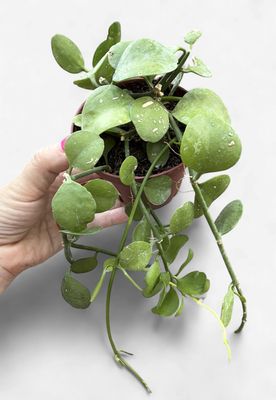 4" Dischidia Imbricata