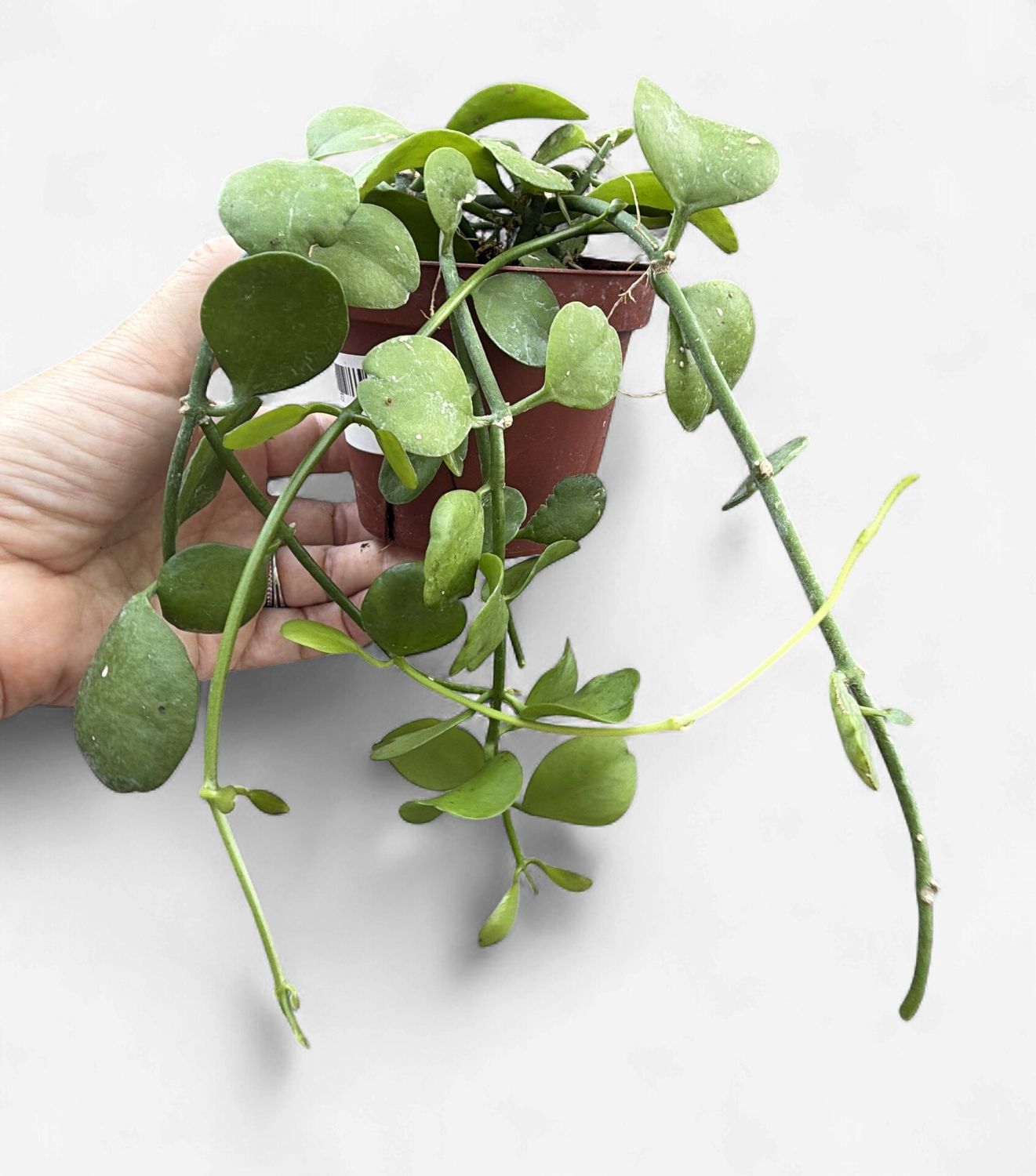 4" Dischidia Imbricata