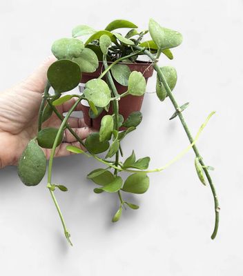 4" Dischidia Imbricata