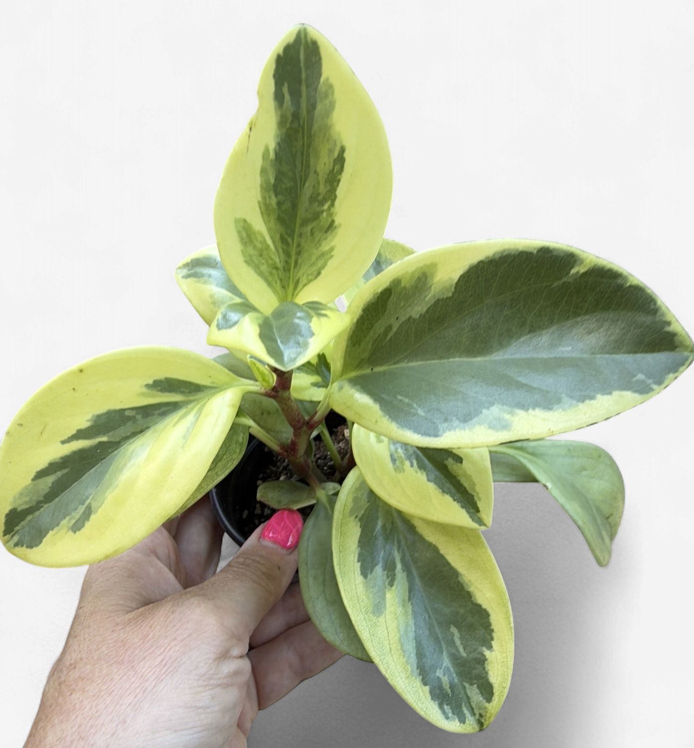 4" Peperomia Obtusifolia