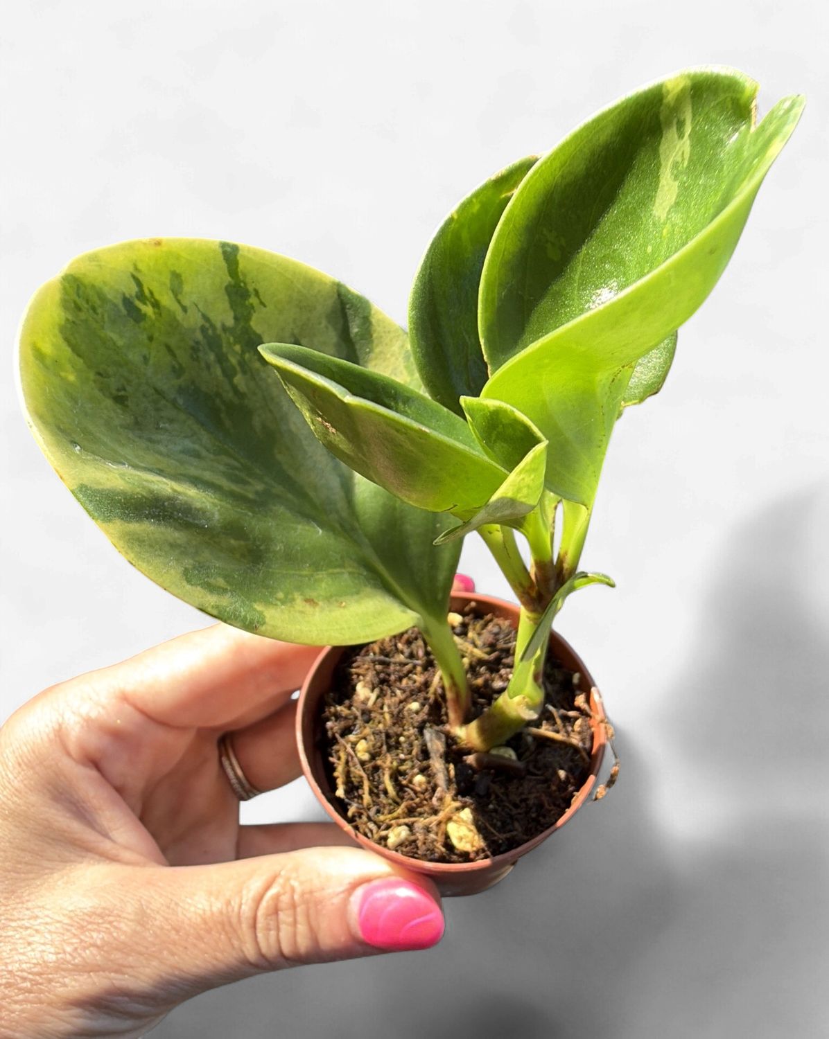 2" Peperomia Marble
