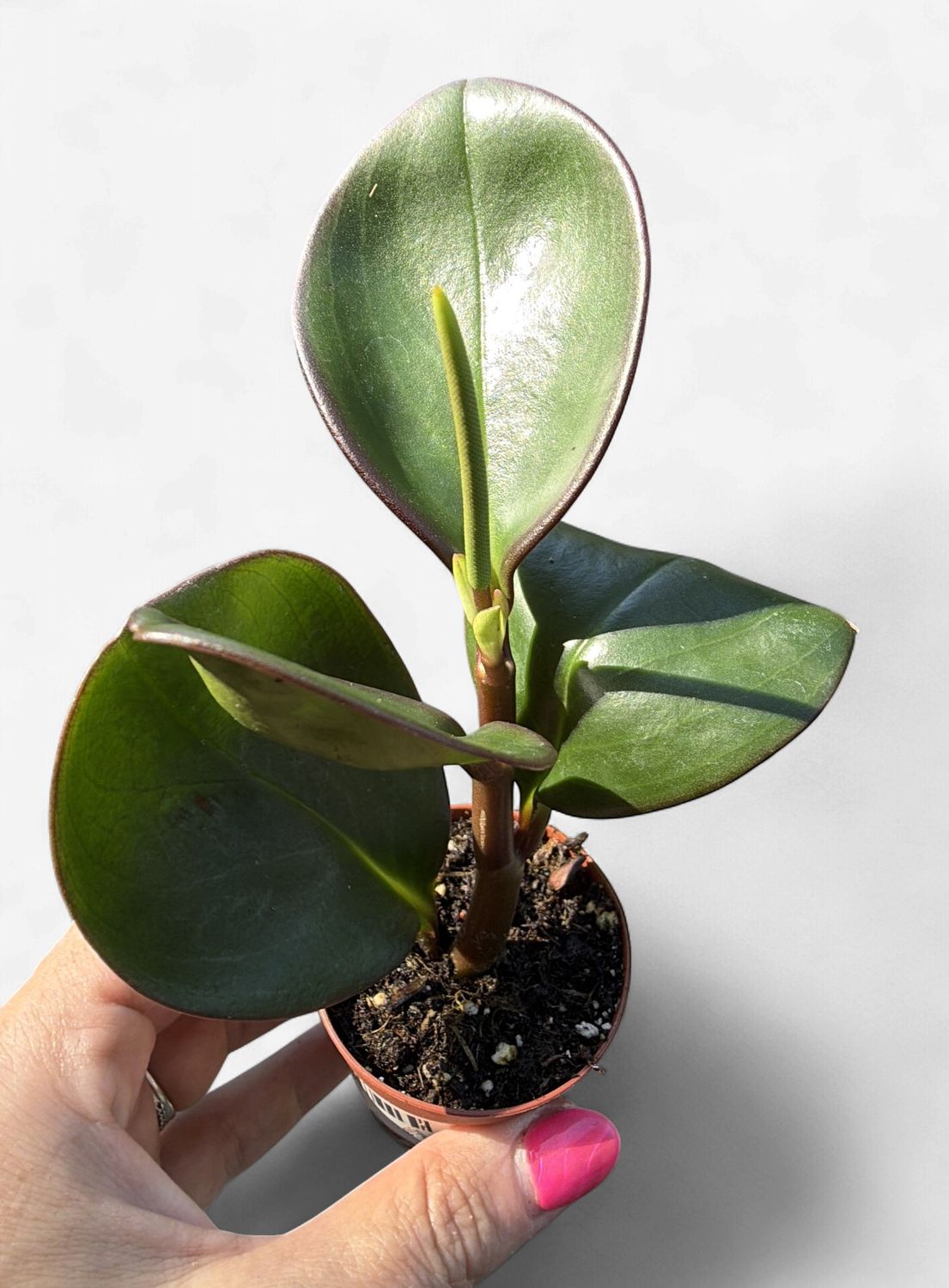 2" Peperomia Red Margin