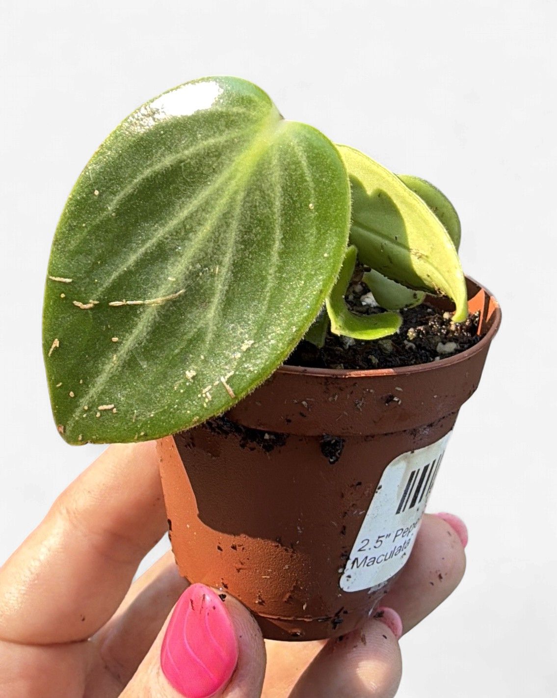 2.5" Peperomia Maculata