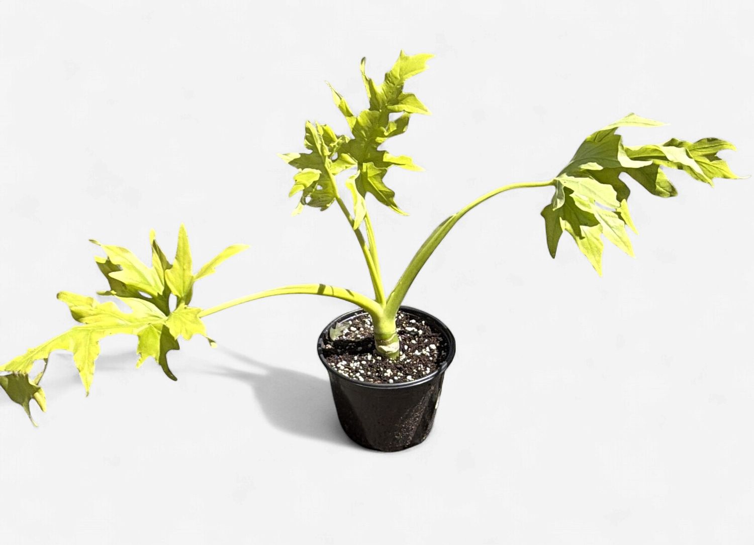 6" Philodendron Warscewiczii Aurea