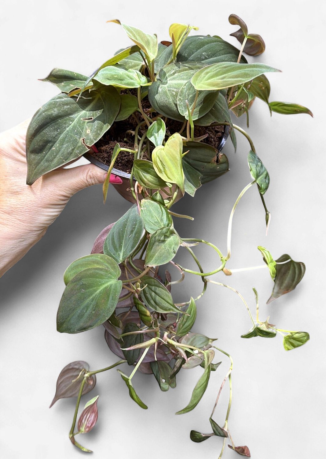 6" Philodendron Micans