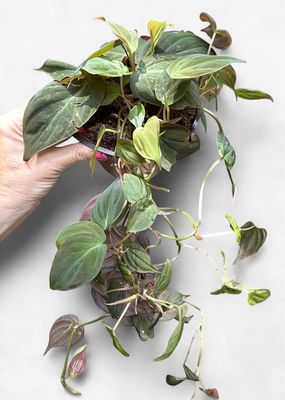 6" Philodendron Micans