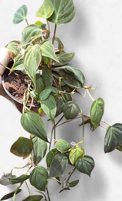6" Philodendron Micans