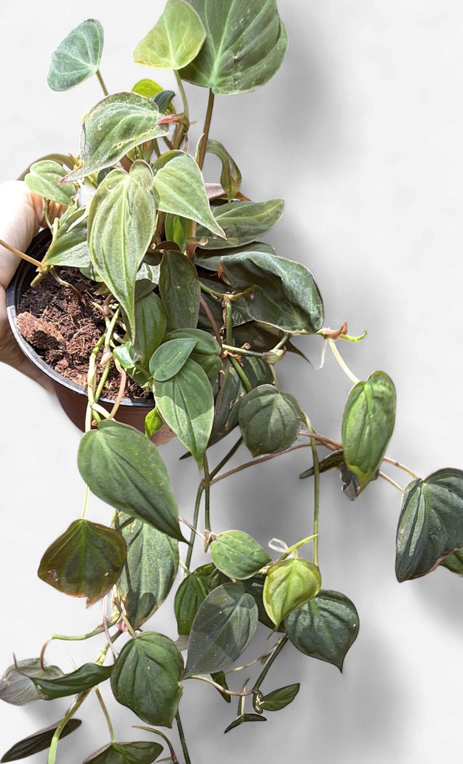 6" Philodendron Micans