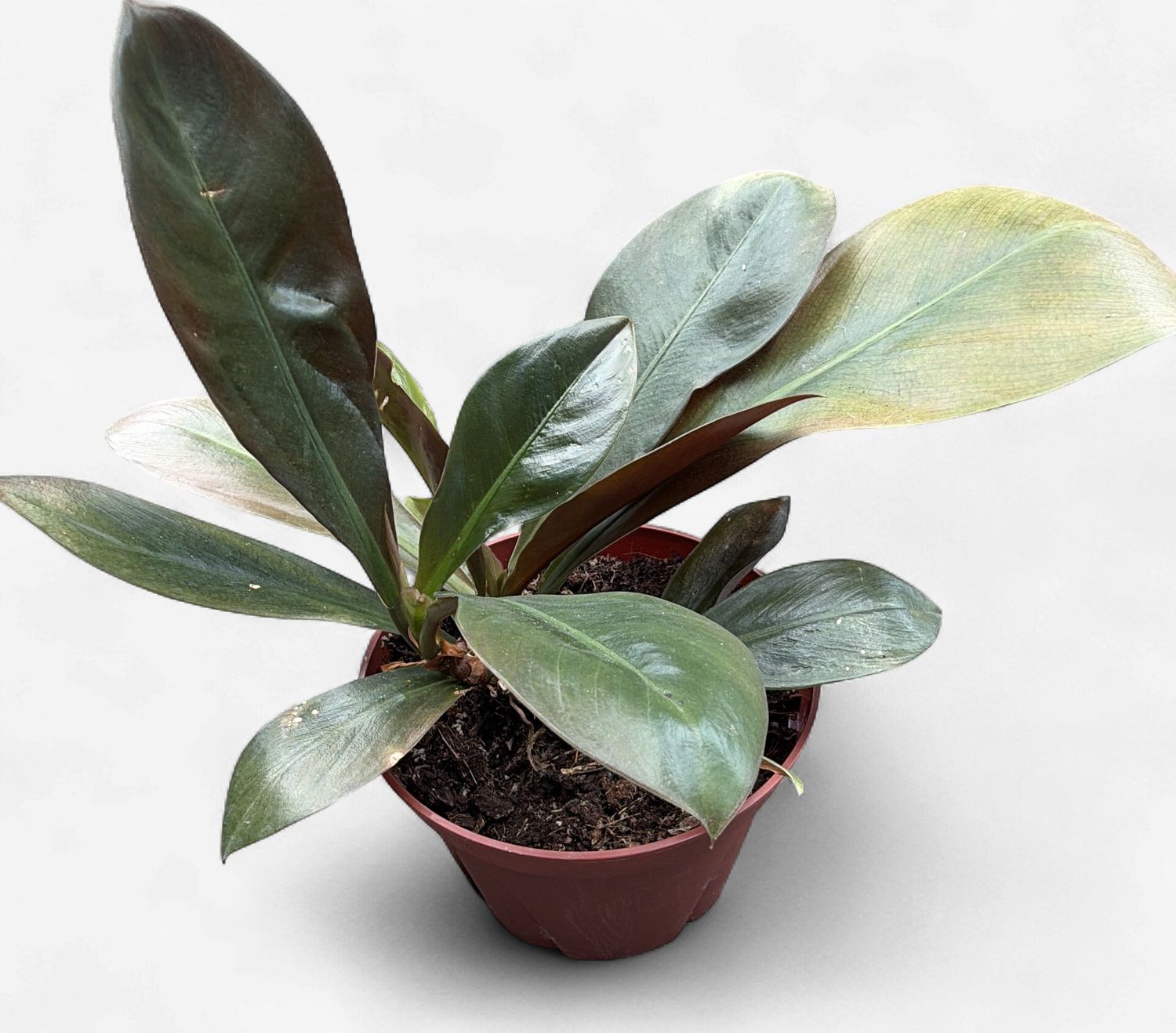 6" Philodendron Lineaii