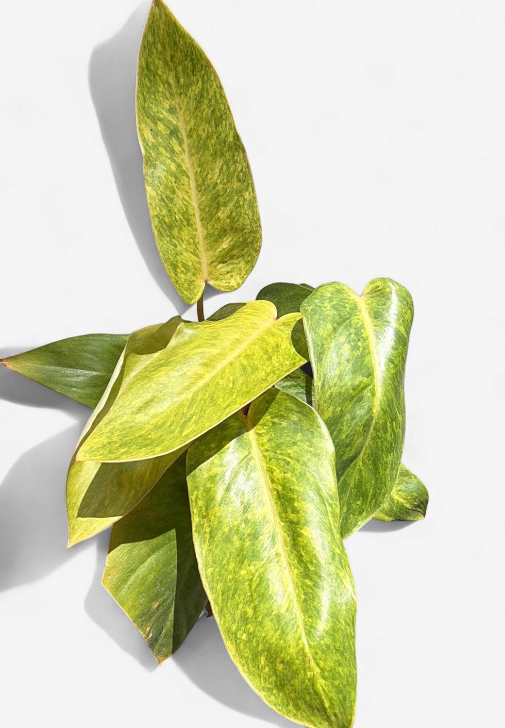 6" Philodendron Painted Lady