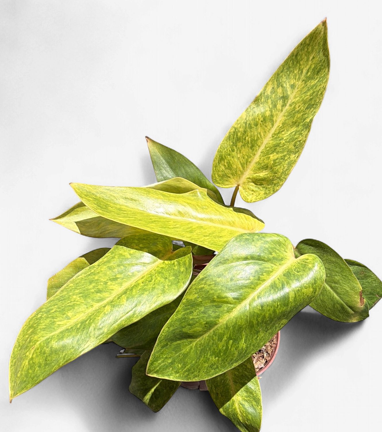 6" Philodendron Painted Lady