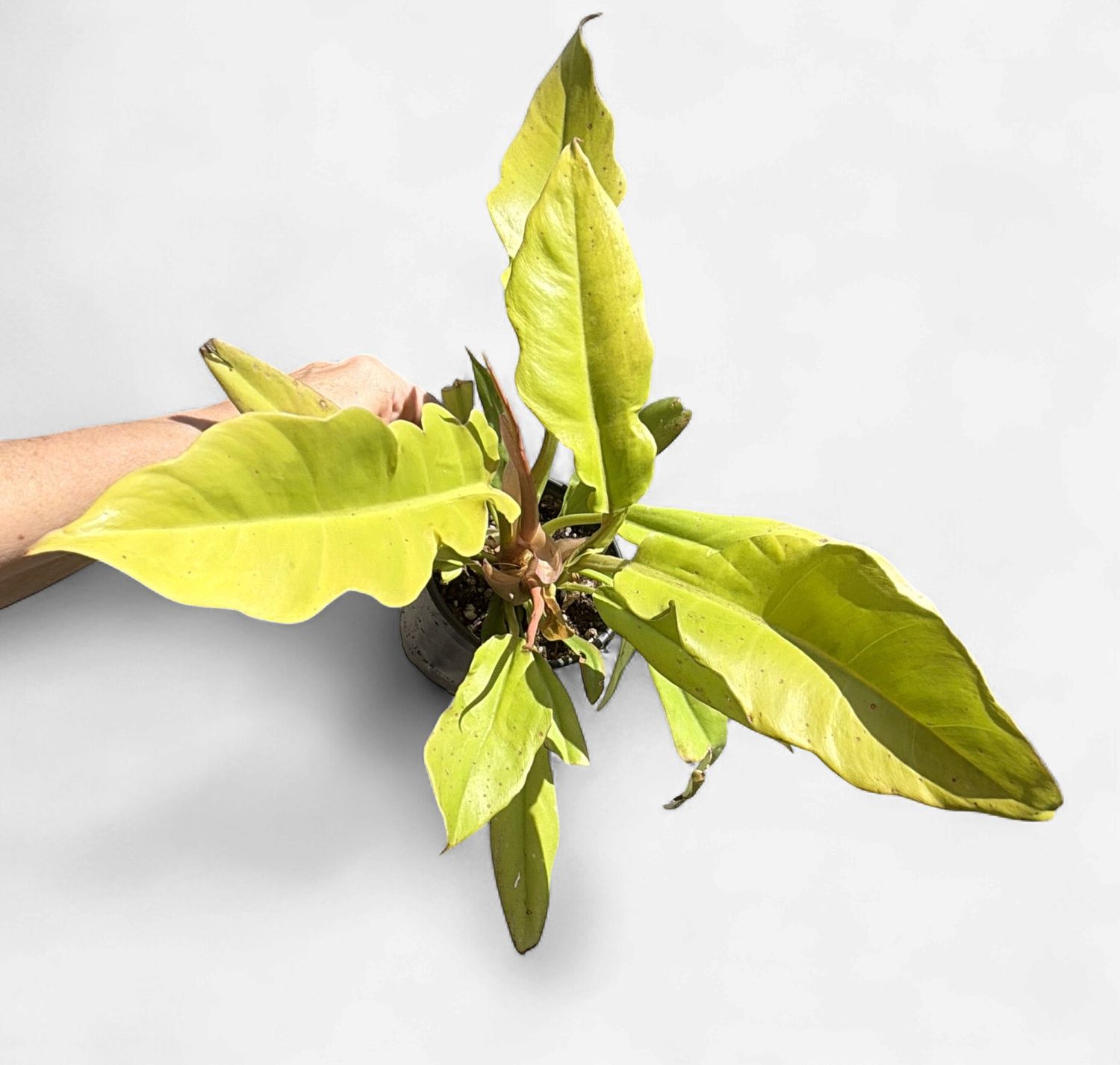 4" Philodendron Golden Crocodile