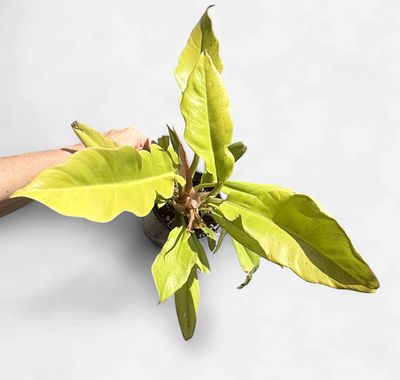 4" Philodendron Golden Crocodile