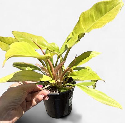 4" Philodendron Golden Crocodile
