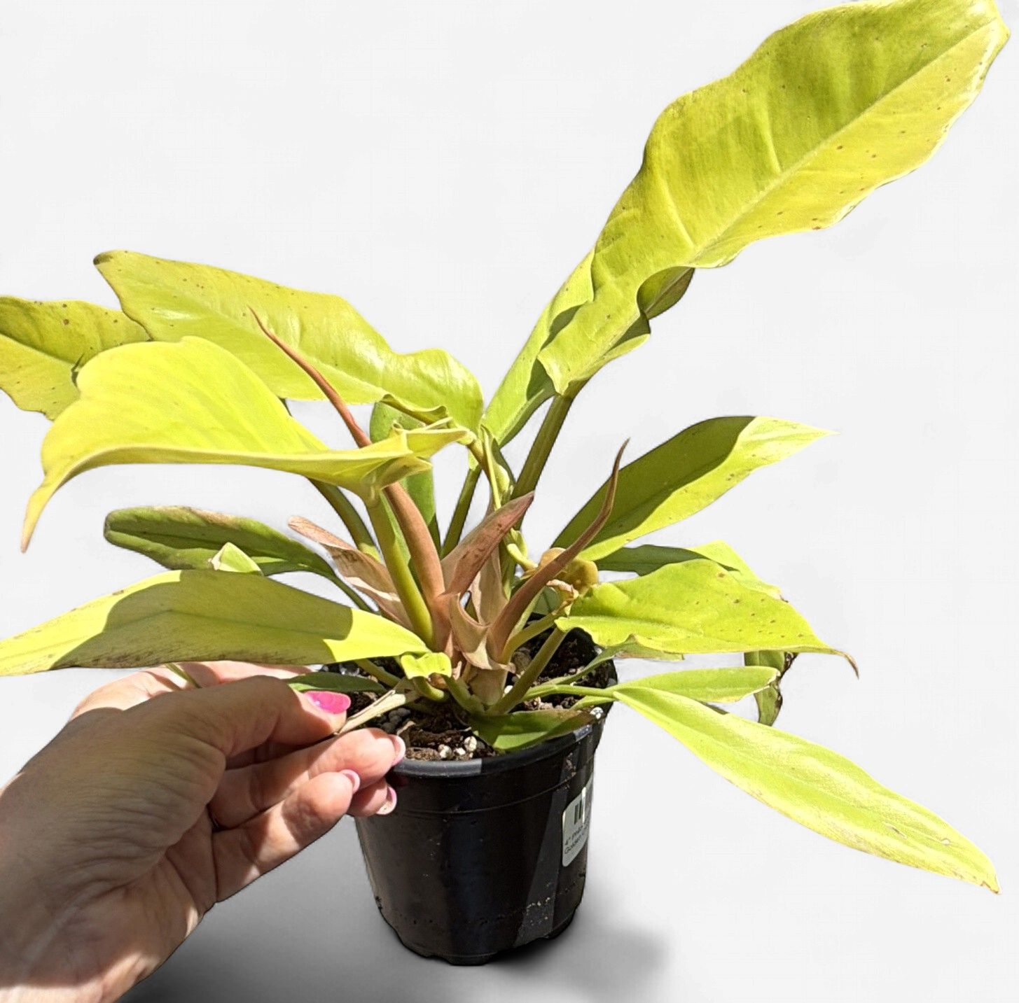 4" Philodendron Golden Crocodile