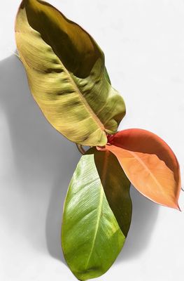 4" Philodendron Tangerine