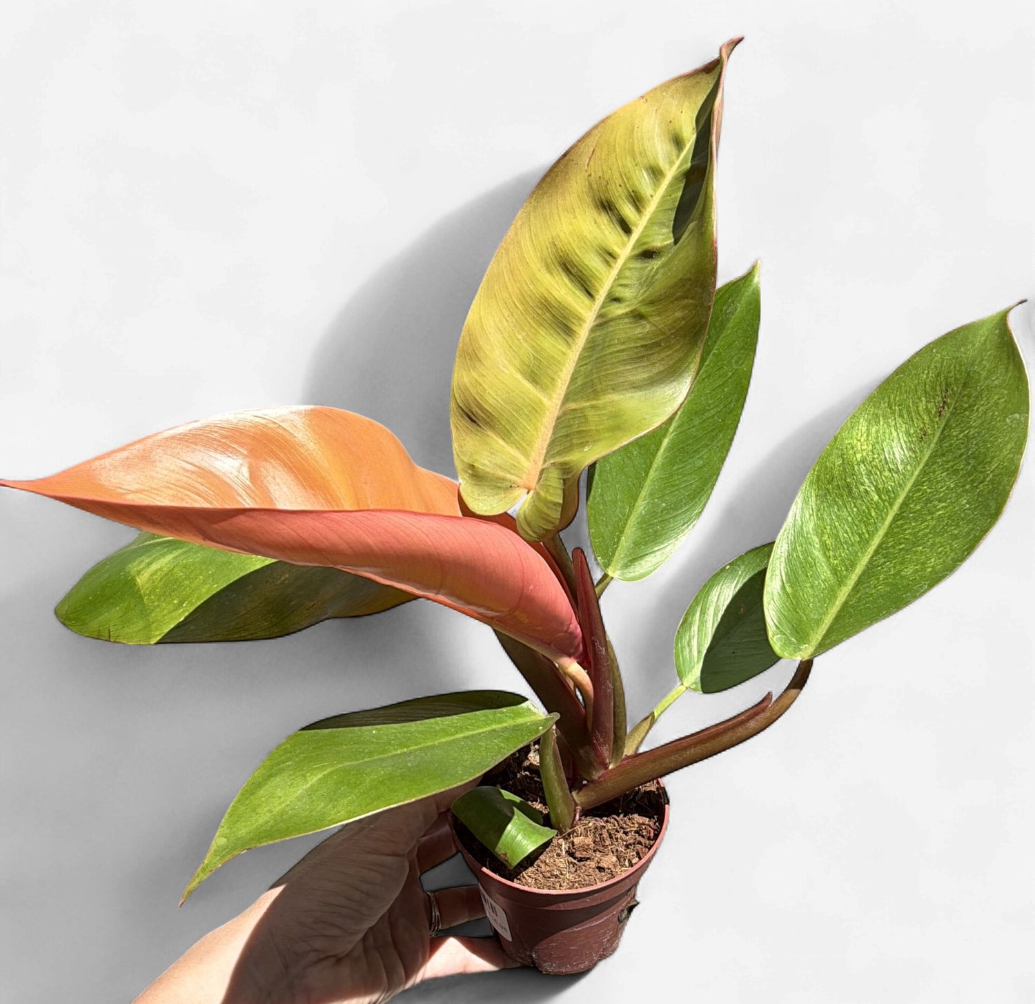 4" Philodendron Tangerine