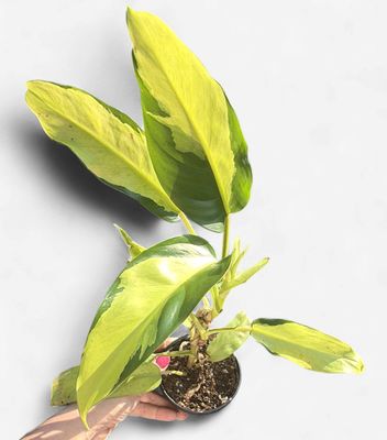 4" Philodendron Thai Sunrise