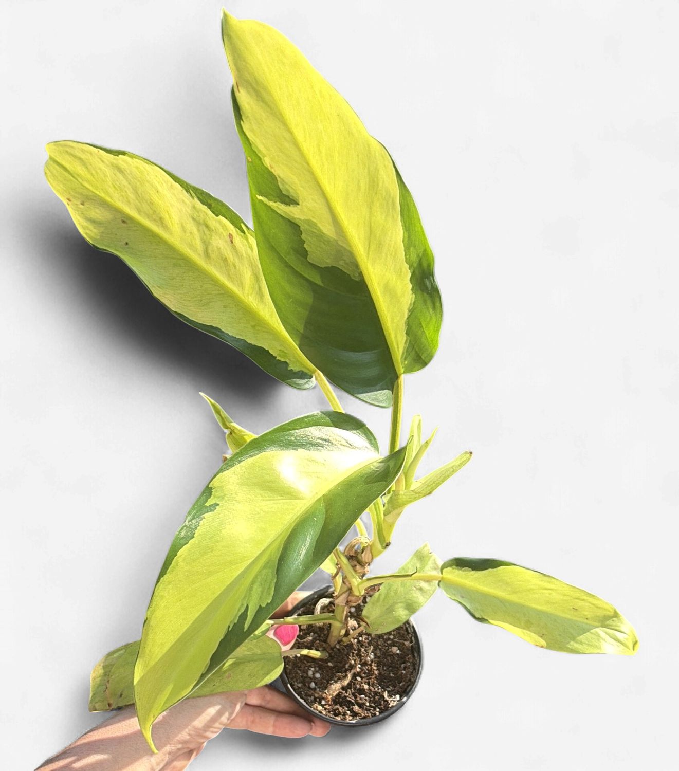 4" Philodendron Thai Sunrise