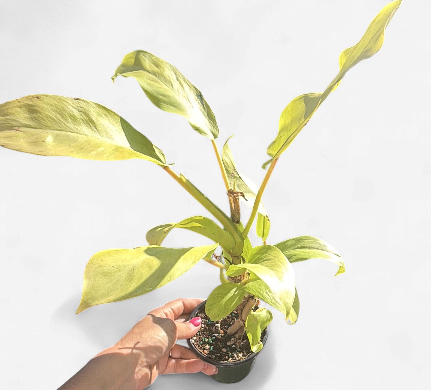 4" Philodendron Thai Sunrise