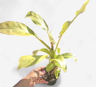 4" Philodendron Thai Sunrise