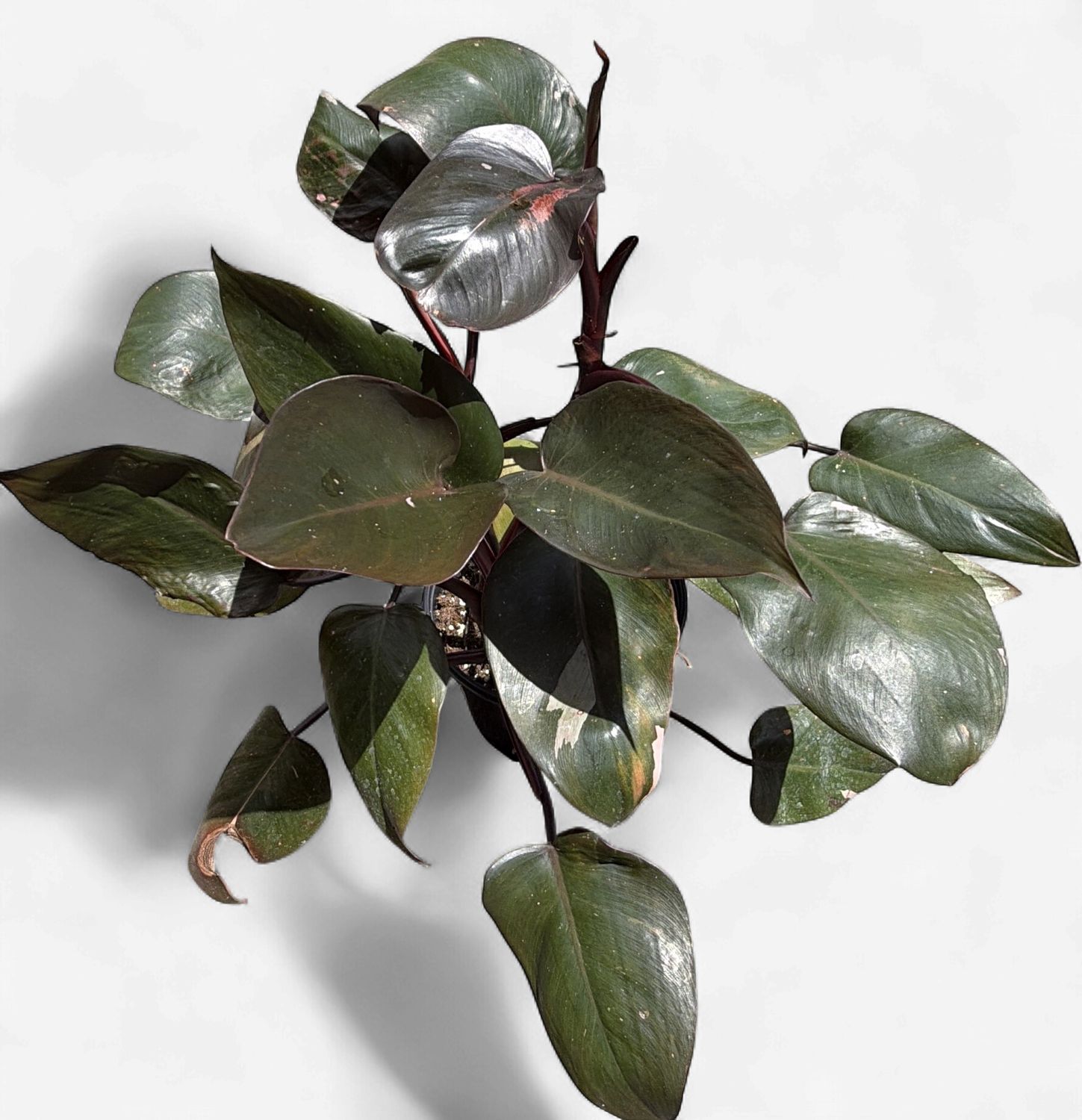 6" Philodendron Pink Princess