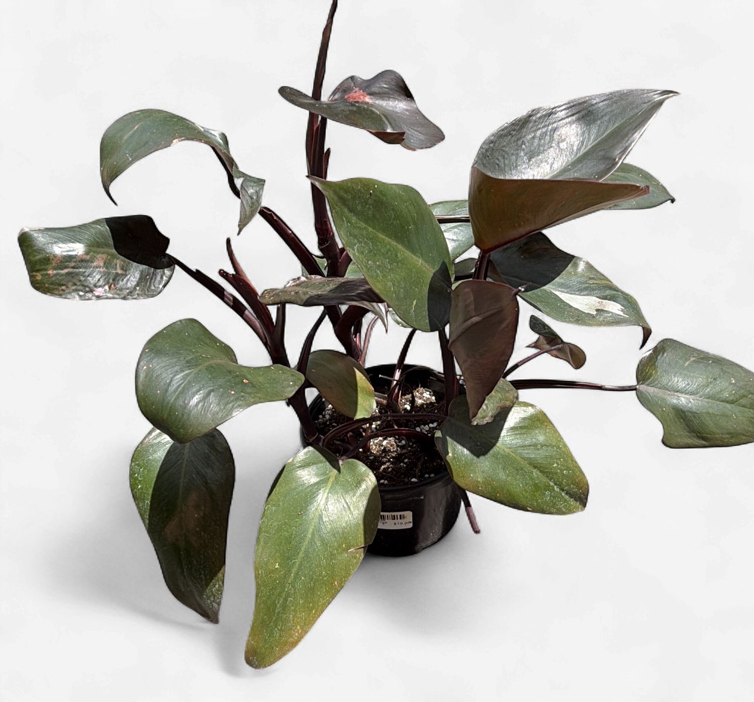 6" Philodendron Pink Princess
