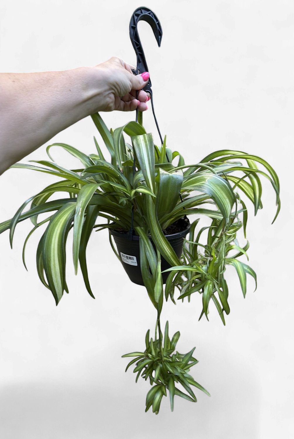 8" Spider Plant Hawaiian Hanging Basket