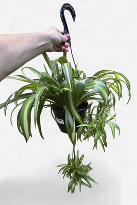 8" Spider Plant Hawaiian Hanging Basket