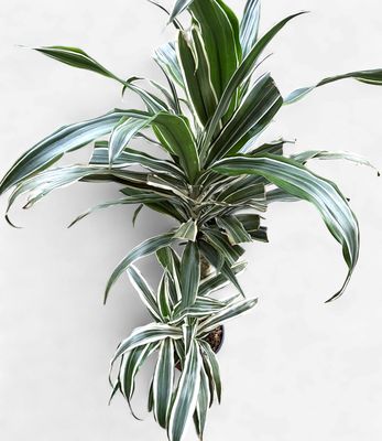 6" Dracaena Warneckii
