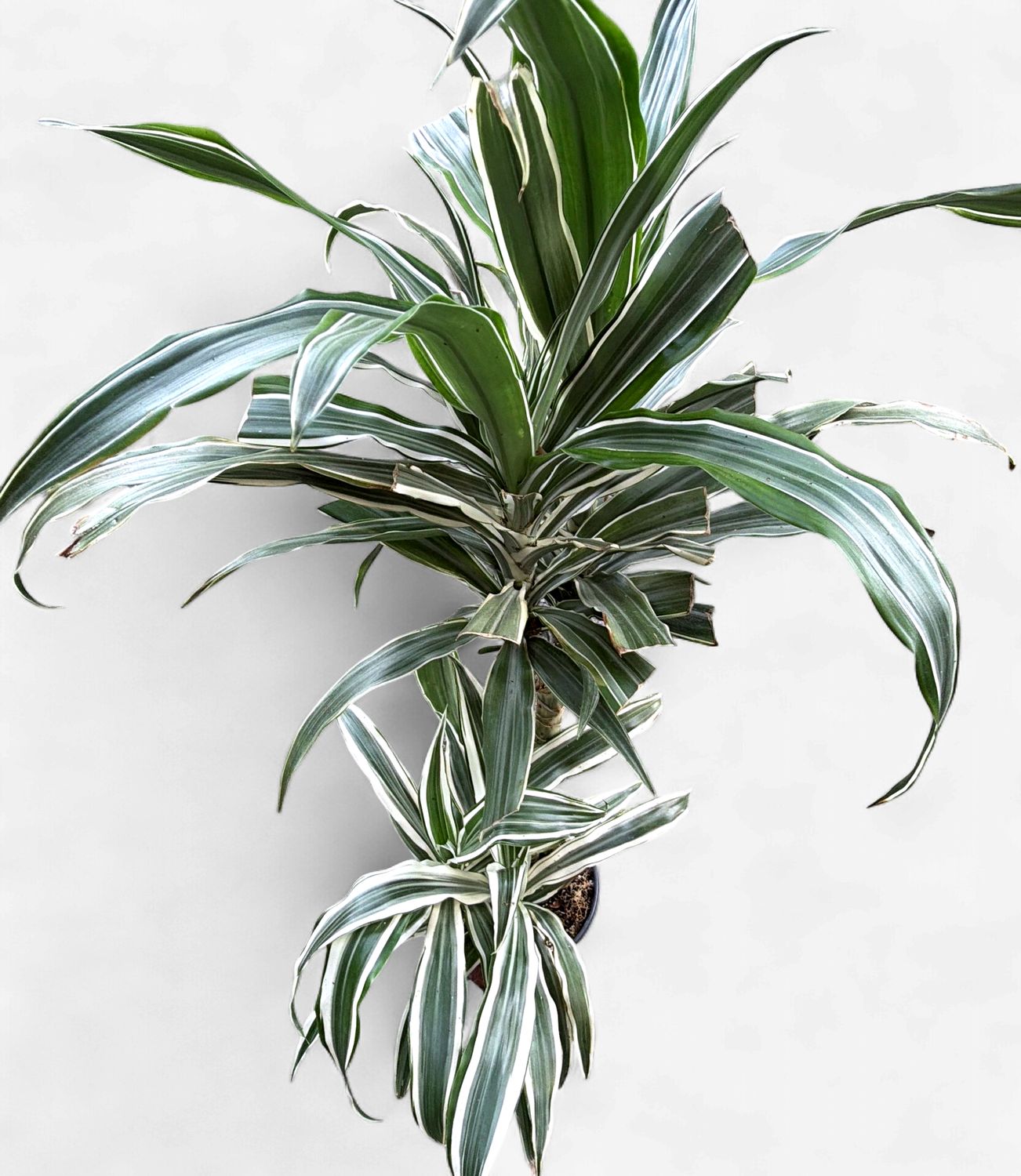 6" Dracaena Warneckii